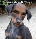 webnovela andrux loquita por myp
