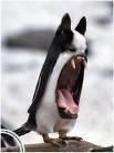 ..::FrEaKy fRaKy rAu De ToT::.. - auzi andrutza srry de off..deci la fiekre topik - fun stuff