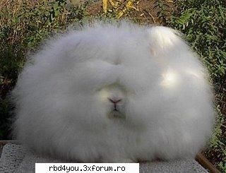 ..::FuNnY PiCs::.. - asta e un iepure - fun stuff