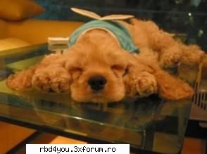 ..::FuNnY PiCs::.. - .'^Pitik.'Dulcik.'^ - fun stuff