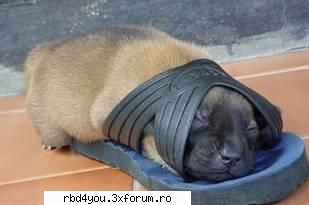 ..::FuNnY PiCs::.. - .'^Pitik.'Dulcik.'^ - fun stuff