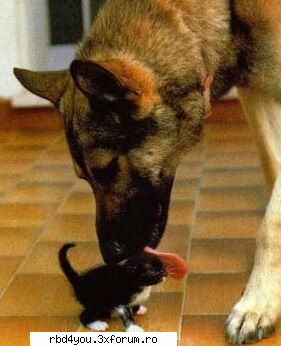 ..::FuNnY PiCs::.. - .'^Pitik.'Dulcik.'^ - fun stuff