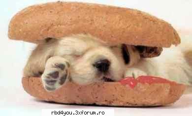 ..::FuNnY PiCs::.. - .'^Pitik.'Dulcik.'^ - fun stuff