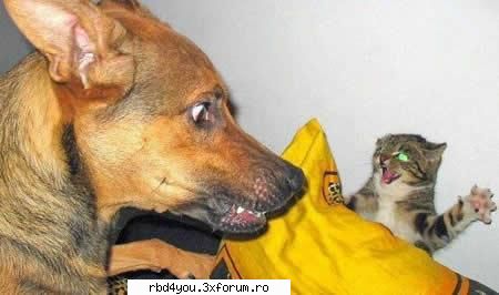 ..::FuNnY PiCs::.. - .'^Pitik.'Dulcik.'^ - fun stuff