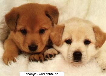 .`Nota pentru poza.* - Dulce_Maria_forever:X:X - fun stuff