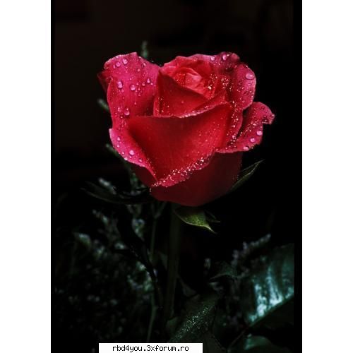 ~`~`~`~`~OrAkoL----------All AbOuT yOu~`~`~`~`~ - si mie imi place - about u...just u..because you're unik